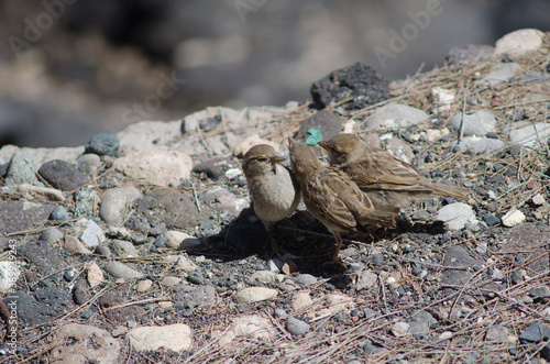 Juveniles Spanish sparrow Passer hispaniolensis asking food to his mother. Arinaga. Aguimes. Gran Canaria. Canary Islands. Spain. photo