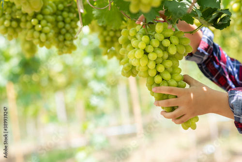 Hand of woman holding bunch green grapes checking or harvested. Gardener hand female harvest, reap, or gather green grapes at vineyard fruit farm. 