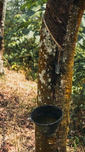 An abandoned black plastic latex bowl for rubber milk hanging on the tree. Unused rubber container filled with rain water. Milky latex extraction plantation. Vintage look and concept. Selective focus.