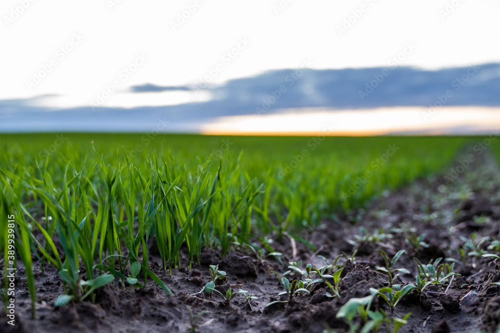 Obraz premium Close up young wheat seedlings growing in a field. Green wheat growing in soil. Close up on sprouting rye agriculture on a field in sunset. Sprouts of rye. Wheat grows in chernozem planted in autumn.