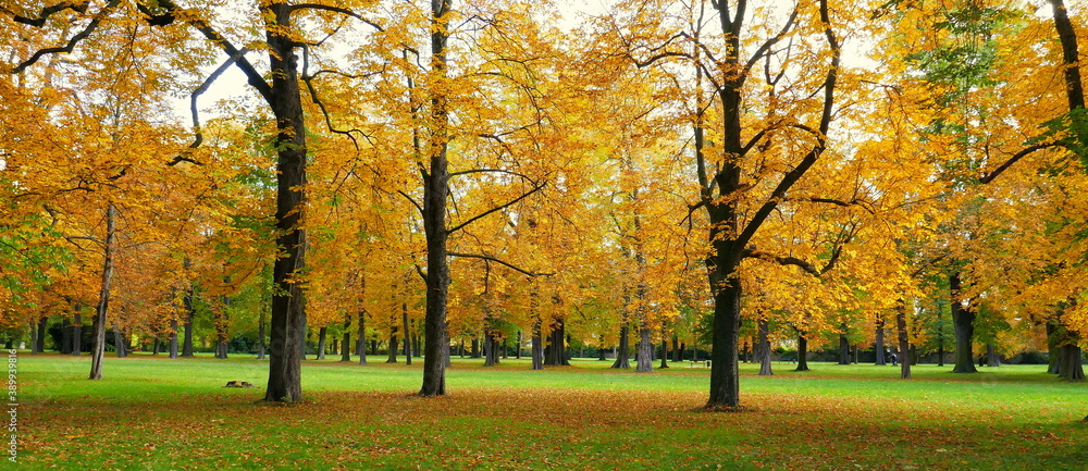 Panorama herbstliche gelber Laubbäume auf grüner Wiese im Sonnenlicht Panorama herbstliche gelber Laubbäume auf grüner Wiese im Sonnenlicht