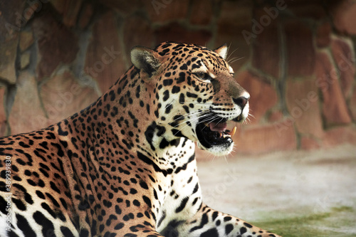 Portrait of a beautiful leopard close-up big wild cat plays