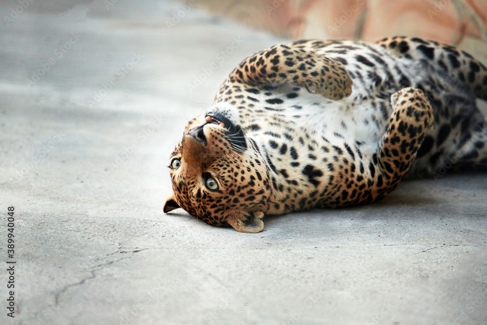 Fototapeta premium Portrait of a beautiful leopard close-up big wild cat plays