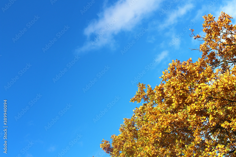 Herbstblätter an Baum vor blauem Himmel Herbstblätter an Baum vor blauem Himmel