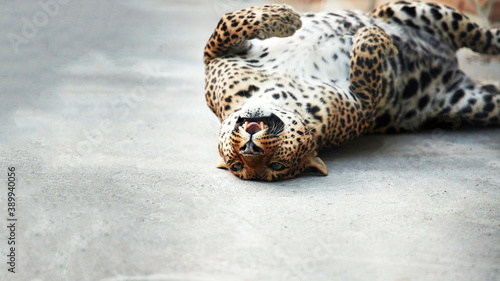 Portrait of a beautiful leopard close-up big wild cat plays
