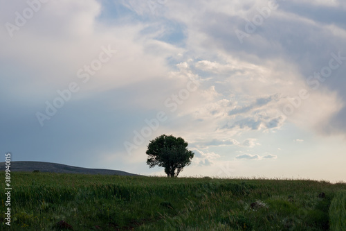 A lonely tree on the horizon in the field with dramatic sky. Landscape of the field with a tree. Loneliness background. 
