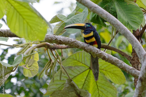 Many-banded Aracari (Pteroglossus pluricinctus) - Cuyabeno Wildlife Reserve (Amazonia, Ecuador) photo