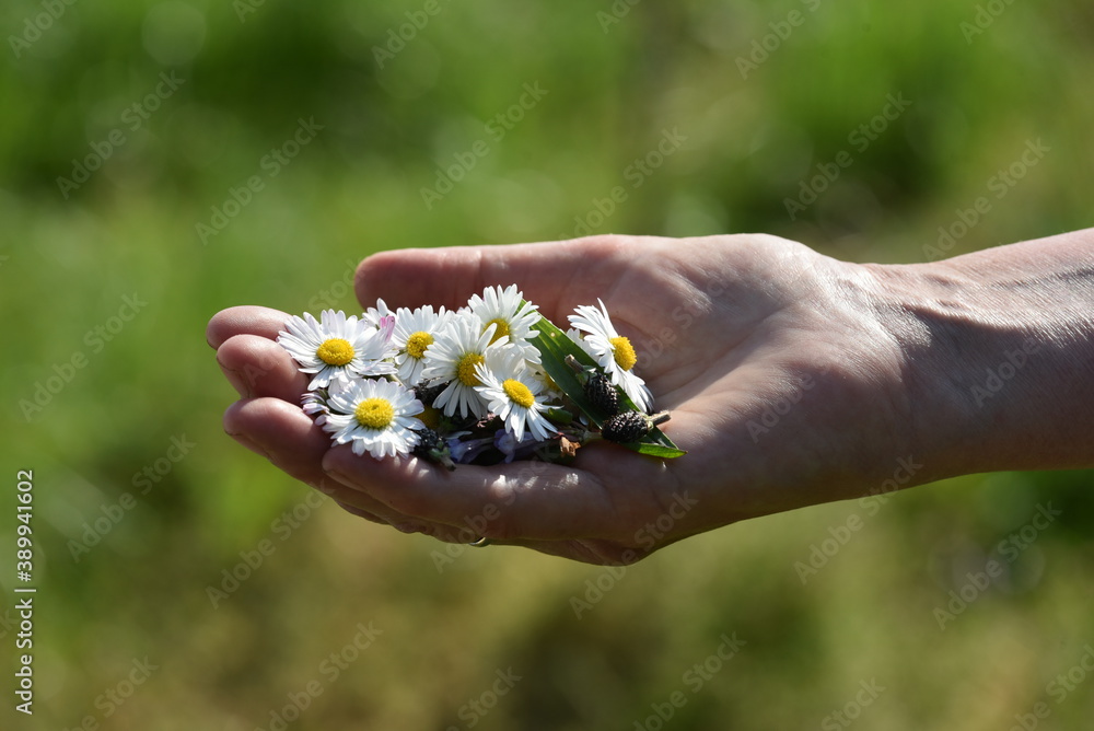 Hand with daisy flowers - Hand mit Gänseblümchenblüten Hand with daisy flowers - Hand mit Gänseblümchenblüten
