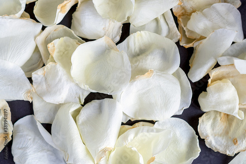 Petals of a white dried rose on a gray background. © pavasaris