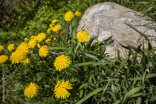 yellow dandelion flowers grow next to a large stone