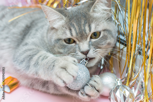 close-up of a gray cat gnaws a silver Christmas ball. The point is that the pet is a bully, breaks and spoils the New Year's decor.