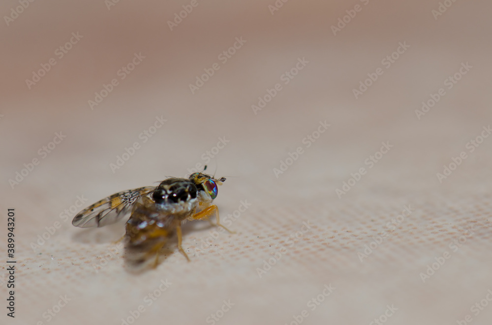 Mediterranean fruit fly Ceratitis capitata in Arinaga. Aguimes. Gran Canaria. Canary Islands. Spain. Mediterranean fruit fly Ceratitis capitata in Arinaga. Aguimes. Gran Canaria. Canary Islands. Spain.