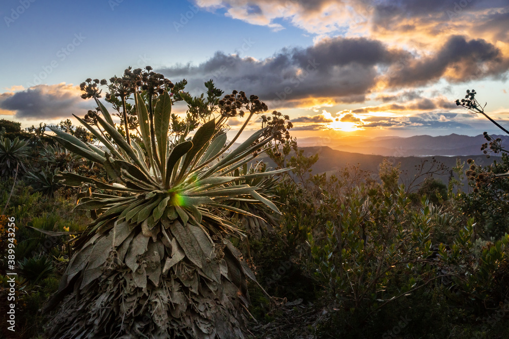 Frailejon at sunset in middle of the forest Frailejon at sunset in middle of the forest