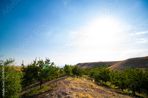 Apricot orchard on the hills. Apricot farming. Baskil Elazig Turkey