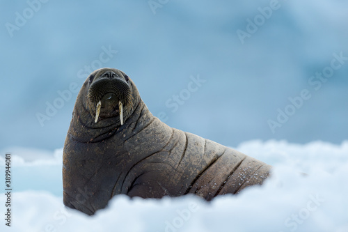 Walrus in Arctic Svalbard Winter