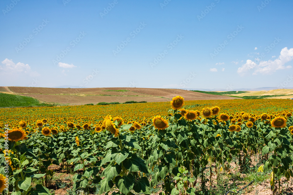Landscape of the sunflower field. Sunflower agricultural field. Food industry. Summer.
