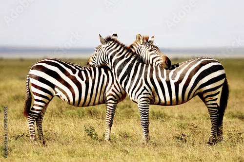 Zebras connected looking in opposite directions in the Serengeti in Tanzania  Africa.