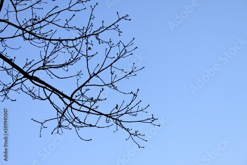 Bild von einem kahlen Ast im Winter bei strahlend blauem Himmel.
