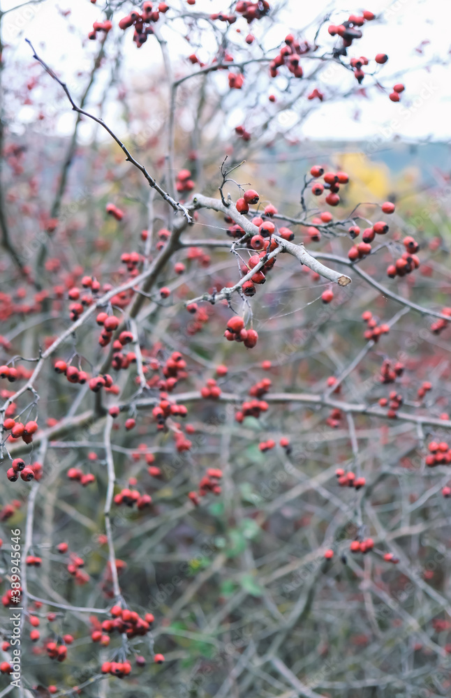 With first colds of November the berries of Hawthorn are ready to be picked up. Ukraine With first colds of November the berries of Hawthorn are ready to be picked up. Ukraine