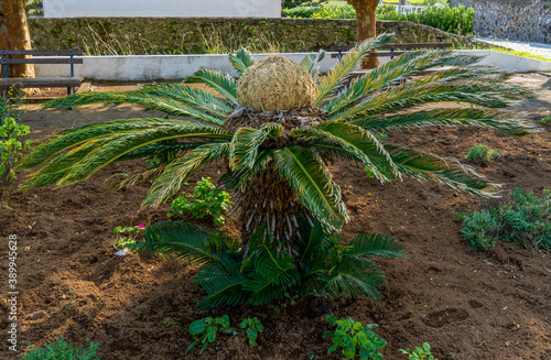 Azores, female cone and foliage of cycas revoluta cycadaceae sago palm photo