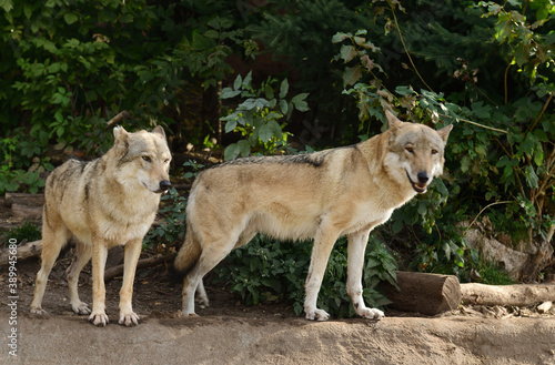 Wolves (Canis lupus) in forest (focus on female)