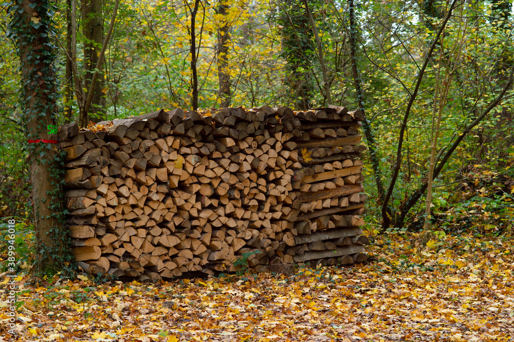 Holzstapel im herbstlichen Wald