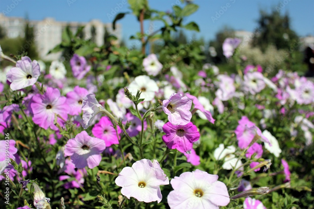 Blooming petunias on a flower bed on a Sunny day Blooming petunias on a flower bed on a Sunny day