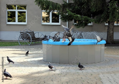Pigeons drink from a fountain on a hot summer day