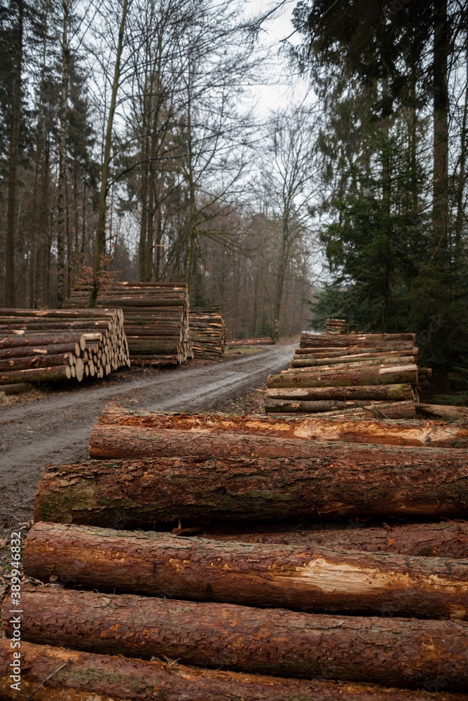 wood lies folded in the forest