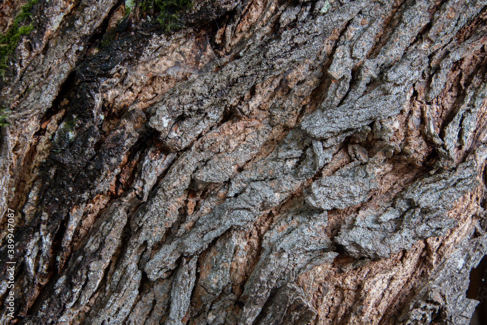 texture of the bark of an old tree with cracks