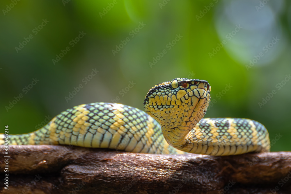 Obraz premium Temple pit viper on tree branch