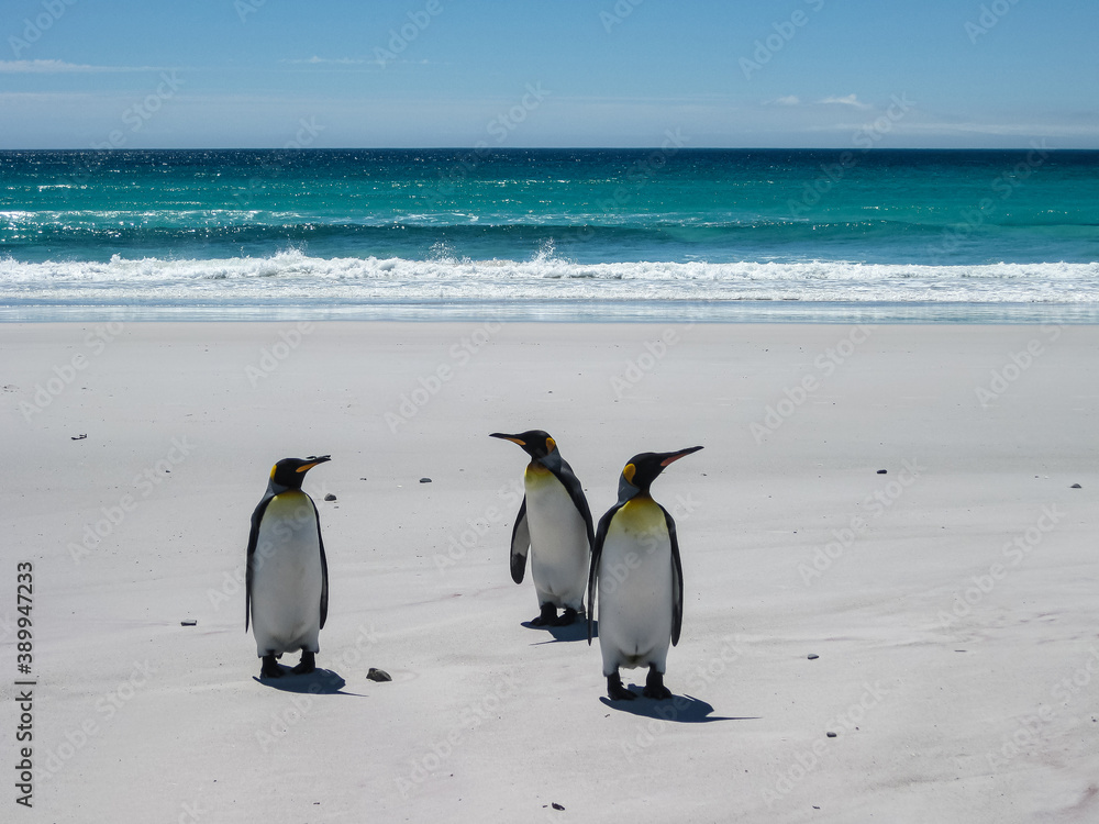 Obraz premium Volunteer Beach, Falkland Islands, UK - December 15, 2008: 3 King Penguins stand on white sand in front of surf of azure ocean under light blue cloudscape.