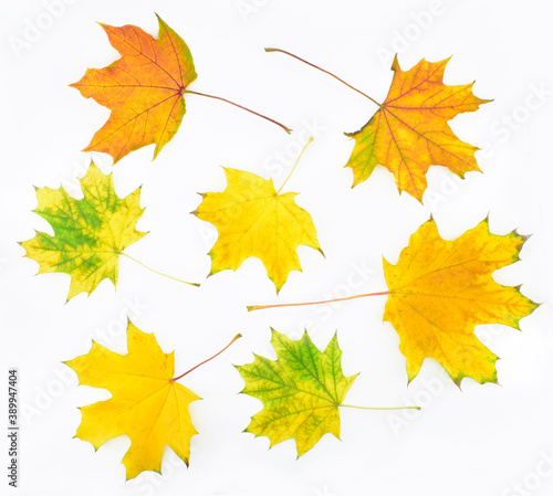   ollection of autumn leaves isolated on a white background.  