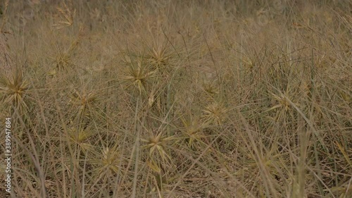 Spinifex Littoreus Grass - Ravan’s Mustache On The Beach -  Lennox Head, NSW, Australia. - close up sideways photo