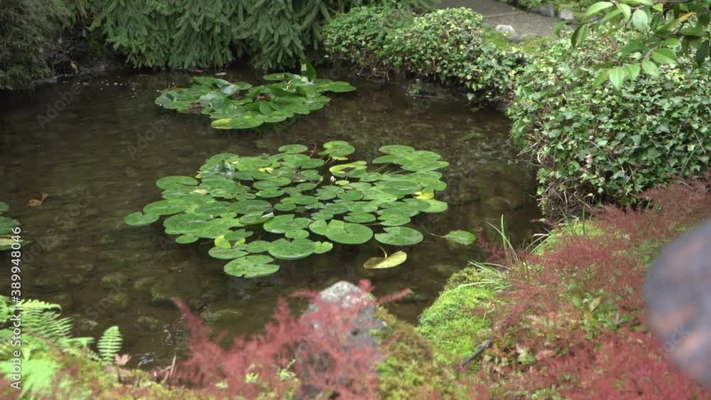 Tracking shot of lily pads in a tiny pond within a Japanese garden during autumn Tracking shot of lily pads in a tiny pond within a Japanese garden during autumn