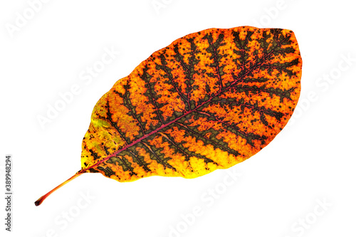 Herbstblatt auf weissem Hintergrund © Digitalpress
