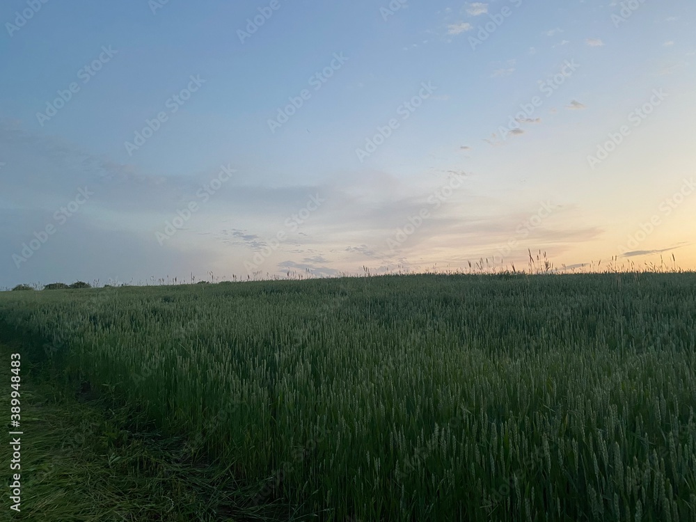 sunset over the field