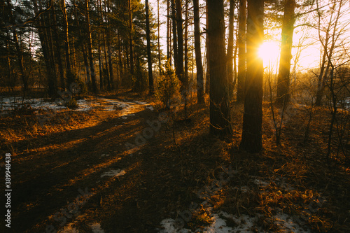 sunset in the forest