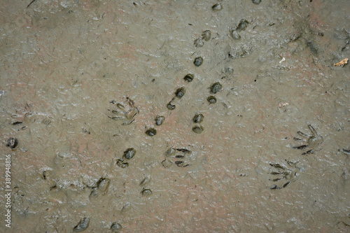 Two kinds of animal tracks crossing each other in marsh mud close up