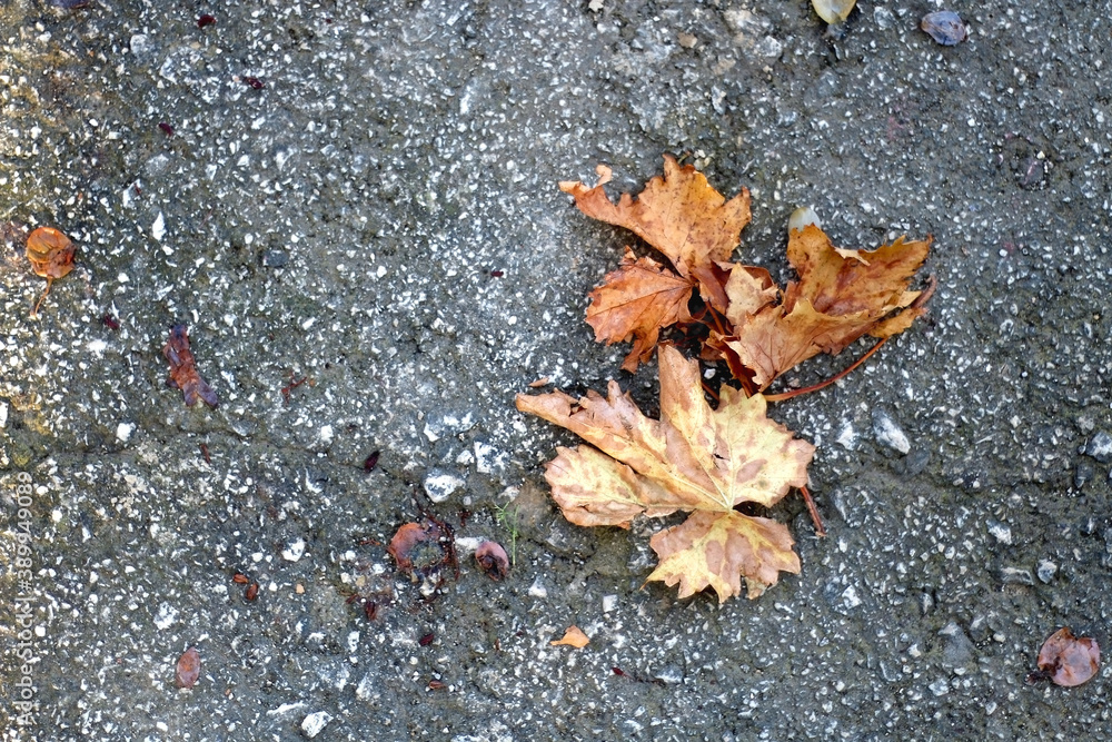 Dry autumn leaves on the street. Top view. Dry autumn leaves on the street. Top view.