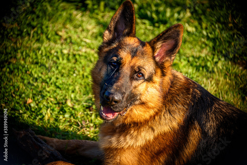 Obraz na plátně Close-up portrait of German Shepherd dog looking directly into the camera lying in the grass