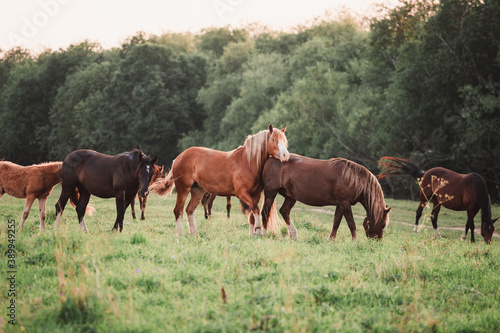 herd of horses grazing in a field