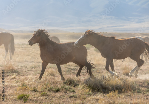 Wild Horse Stallions Running Across the Utah Desert