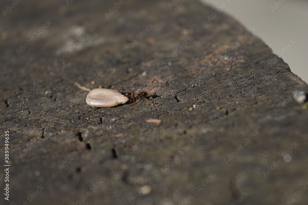 the ant pulls the seeds of the plant the ant pulls the seeds of the plant