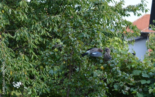 Wallpaper Mural the bird feeds the cub Torontodigital.ca