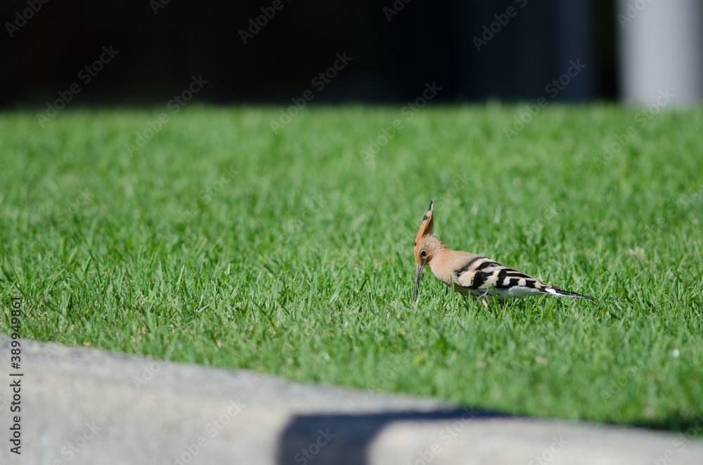 Eurasian hoopoe Upupa epops searching for food in a garden. Maspalomas. San Bartolome de Tirajana. Gran Canaria. Canary Islands. Spain. Eurasian hoopoe Upupa epops searching for food in a garden. Maspalomas. San Bartolome de Tirajana. Gran Canaria. Canary Islands. Spain.