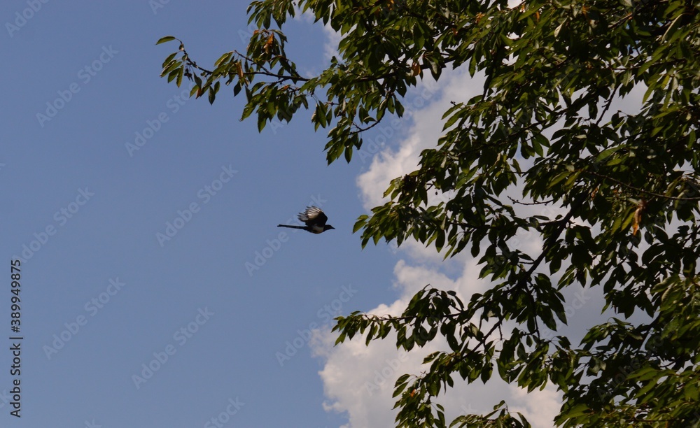 a bird with outstretched wings in flight a bird with outstretched wings in flight