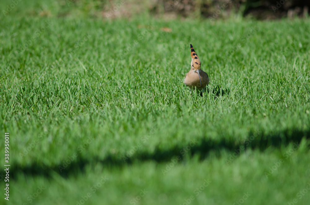 Obraz premium Eurasian hoopoe Upupa epops in a garden. Maspalomas. San Bartolome de Tirajana. Gran Canaria. Canary Islands. Spain.