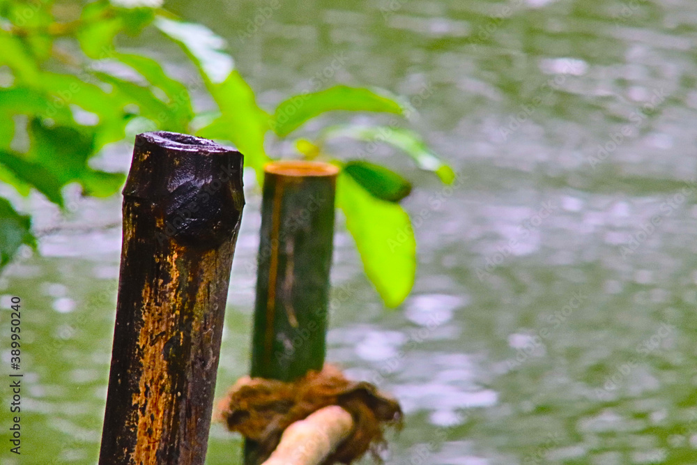 Mockup background two pieces Bamboo in to the water Mockup background two pieces Bamboo in to the water