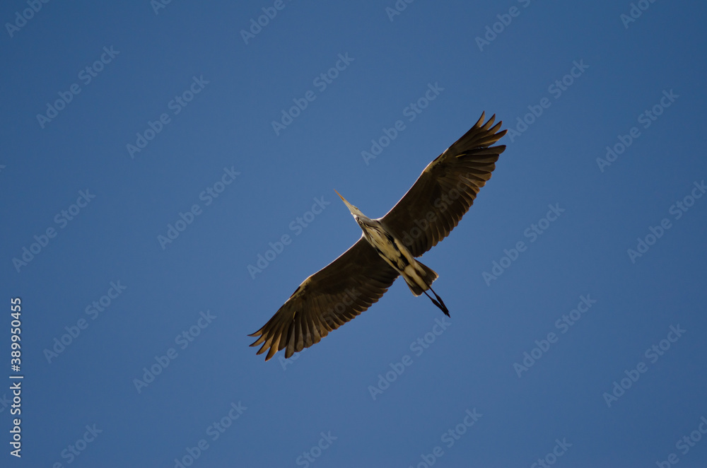 Grey heron Ardea cinerea in flight. Pond of Maspalomas. San Bartolome de Tirajana. Gran Canaria. Canary Islands. Spain. Grey heron Ardea cinerea in flight. Pond of Maspalomas. San Bartolome de Tirajana. Gran Canaria. Canary Islands. Spain.
